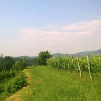 Cantine Aperte 2015