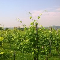 Cantine Aperte 2015