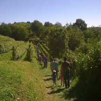 Cantine Aperte in Vendemmia 2015
