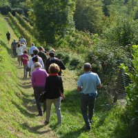 Cantine Aperte in Vendemmia 2015