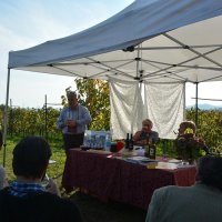 Cantine Aperte in Vendemmia 2015