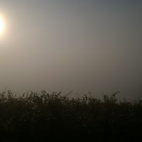 Cantine Aperte in Vendemmia 2015