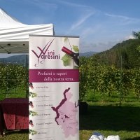 Cantine Aperte in Vendemmia 2015
