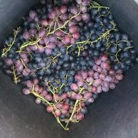 Cantine Aperte in Vendemmia 2015