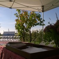 Cantine Aperte in Vendemmia 2015