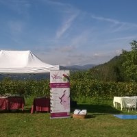 Cantine Aperte in Vendemmia 2015