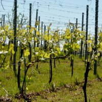 Cascina Piano in primavera