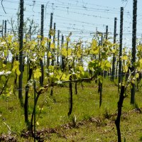 Cascina Piano in primavera