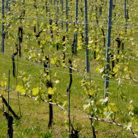 Cascina Piano in primavera