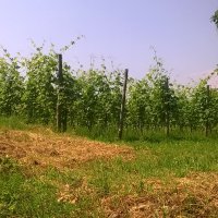 Cascina Piano in primavera